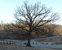 Line of runners after the start.