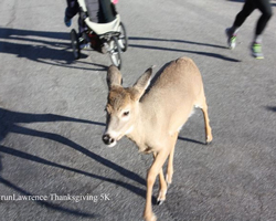 A very unshy deer ran among the runners showne here at the finish area. 